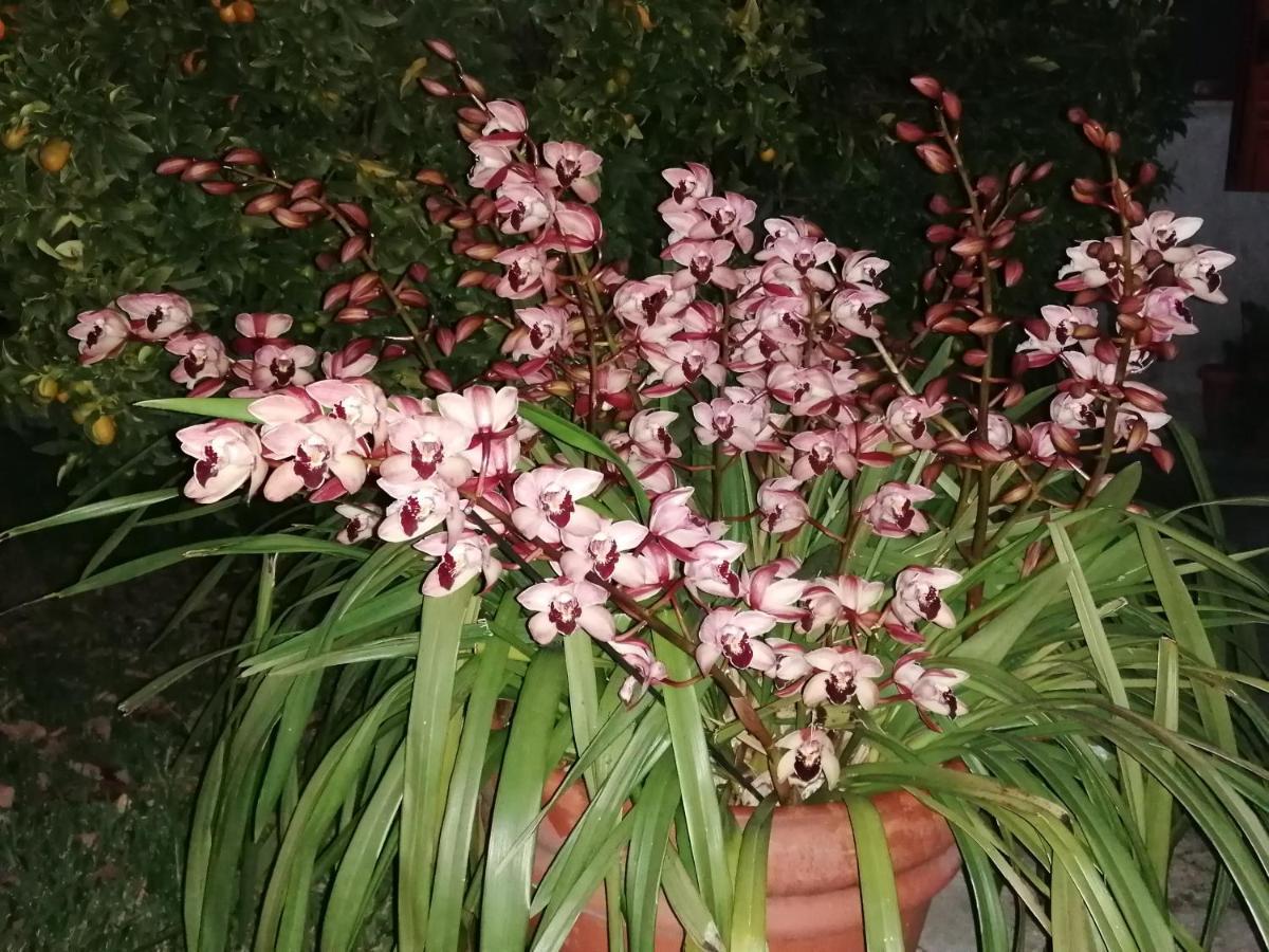 B&B Cilento Paestum Luaran gambar