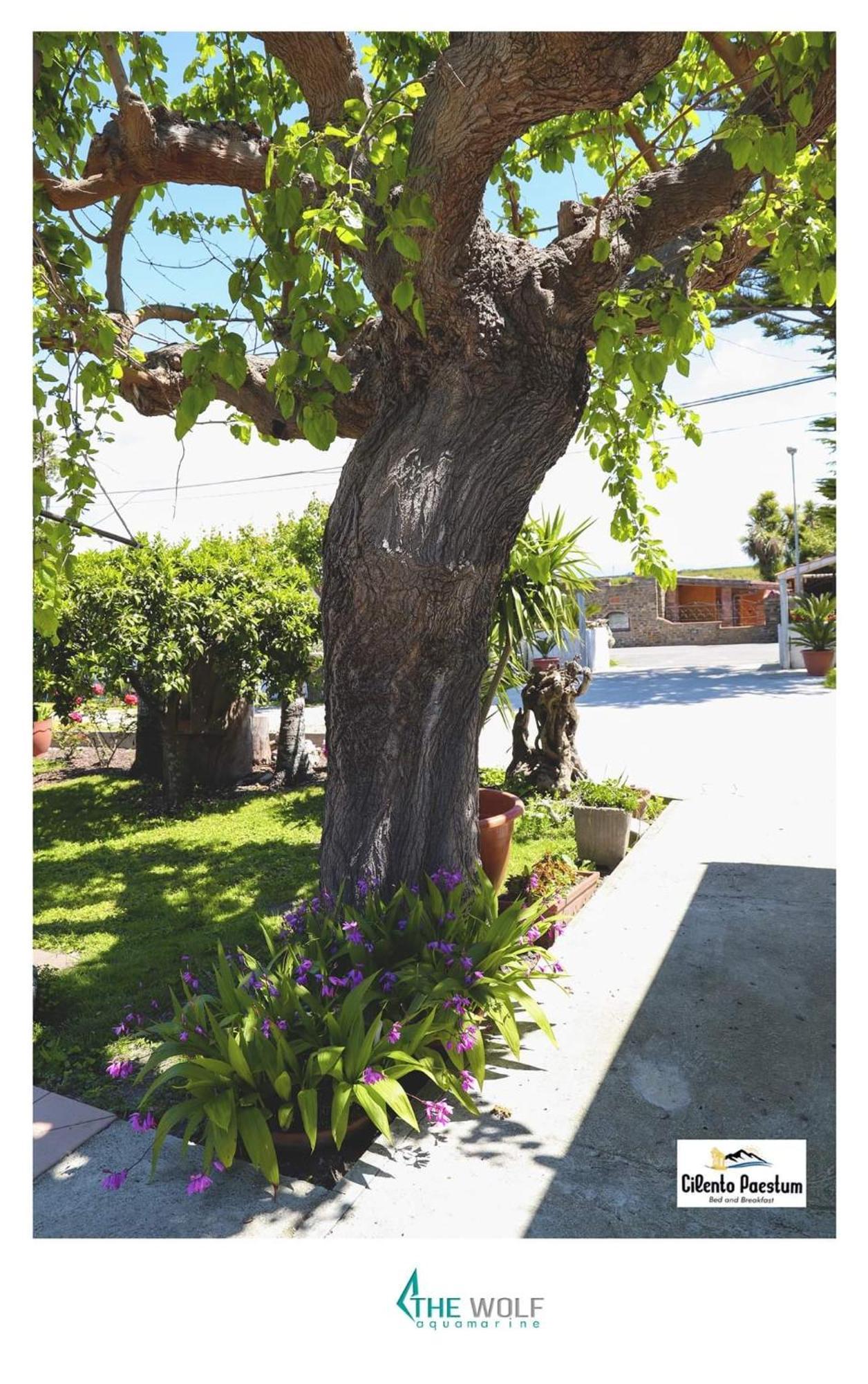 B&B Cilento Paestum Luaran gambar